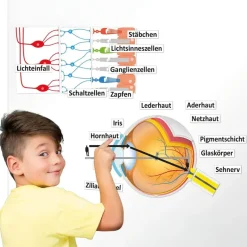 Auge und Sehvorgang, magnetisch, 32-tlg.