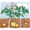 beleduc Schichten-Puzzle "Kartoffel", 30-tlg.