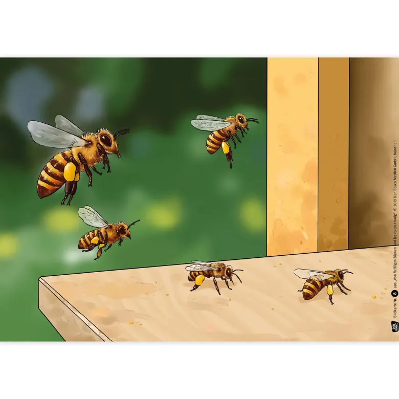 Bildergeschichten-Karten "Von fleißigen Bienen und leckerem Honig", 12-tlg.