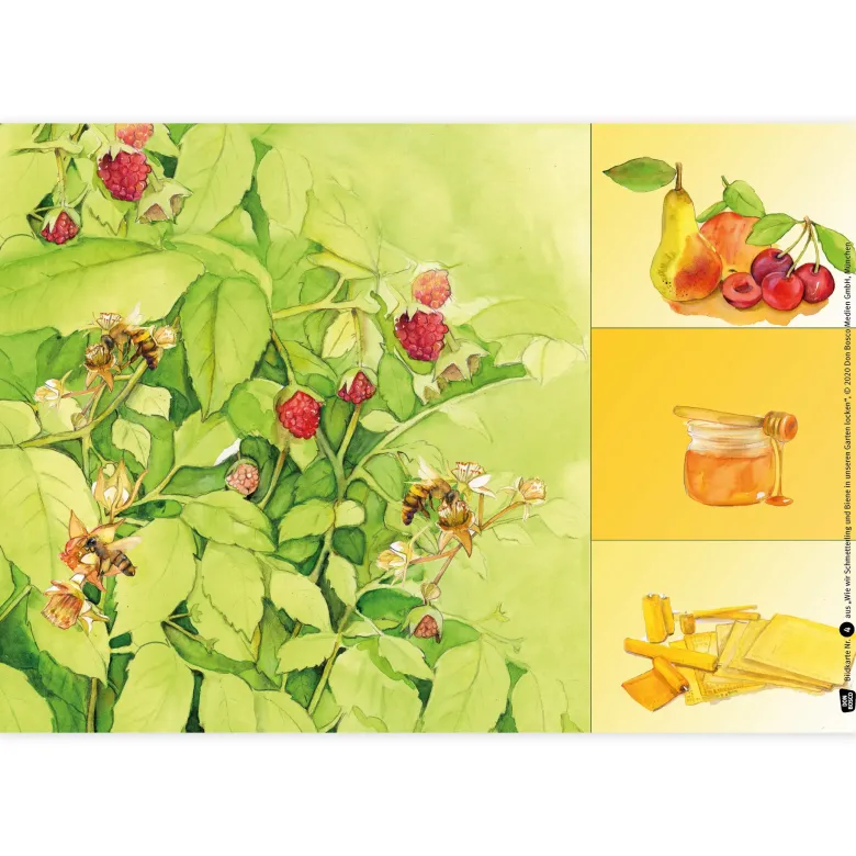 Bildergeschichten-Karten "Wie wir Schmetterling und Biene in unseren Garten locken", 12-tlg.