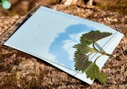 Foto-Solarpapier 178x127 mm, mit Fixierscheibe, 40 Blatt