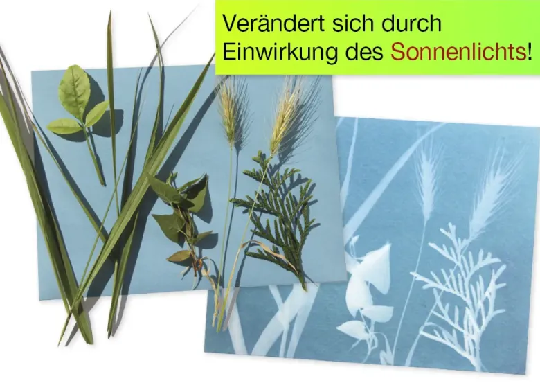 Foto-Solarpapier 178x127 mm, mit Fixierscheibe, 40 Blatt