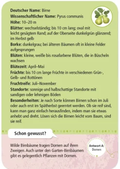 50 Garten- & Feldpflanzen entdecken und bestimmen