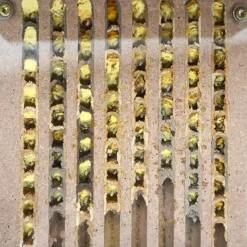 Gutschein-Set "Wildbienen" kompakt, Rote Mauerbiene, 5-tlg.
