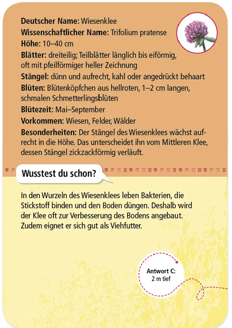 50 Heimische Blumen entdecken und bestimmen