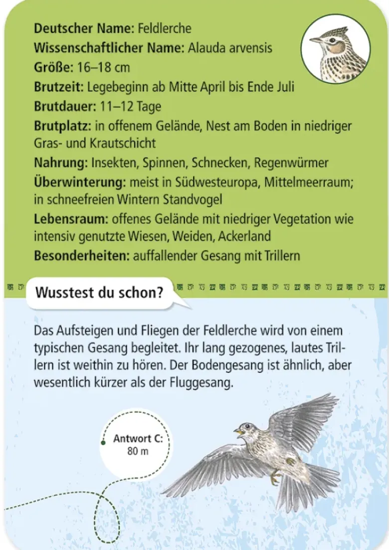 50 Heimische Vögel entdecken und bestimmen