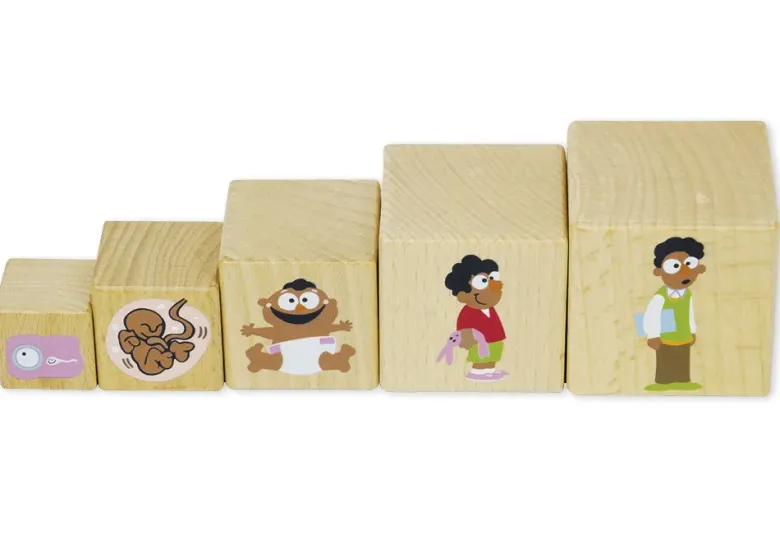 Holzwürfel "Lebenszyklus", 10 Stück