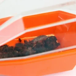 Insekten-Fänger