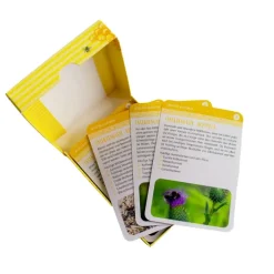 Karten-Set "Insektenglück - Pflanze dir dein buntes Insektenglück", 50-tlg.