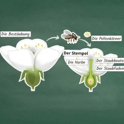 Kirschblüte: Aufbau, Bestäubung, Befruchtung, magnetisch, 31-tlg.