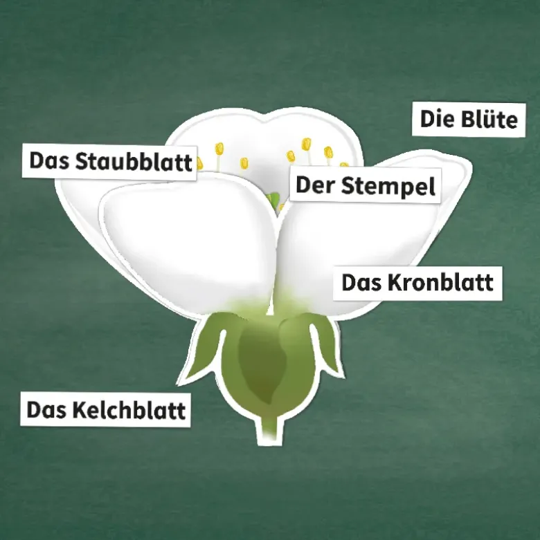 Kirschblüte: Aufbau, Bestäubung, Befruchtung, magnetisch, 31-tlg.