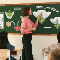 Kirschblüte: Aufbau, Bestäubung, Befruchtung, magnetisch, 31-tlg.