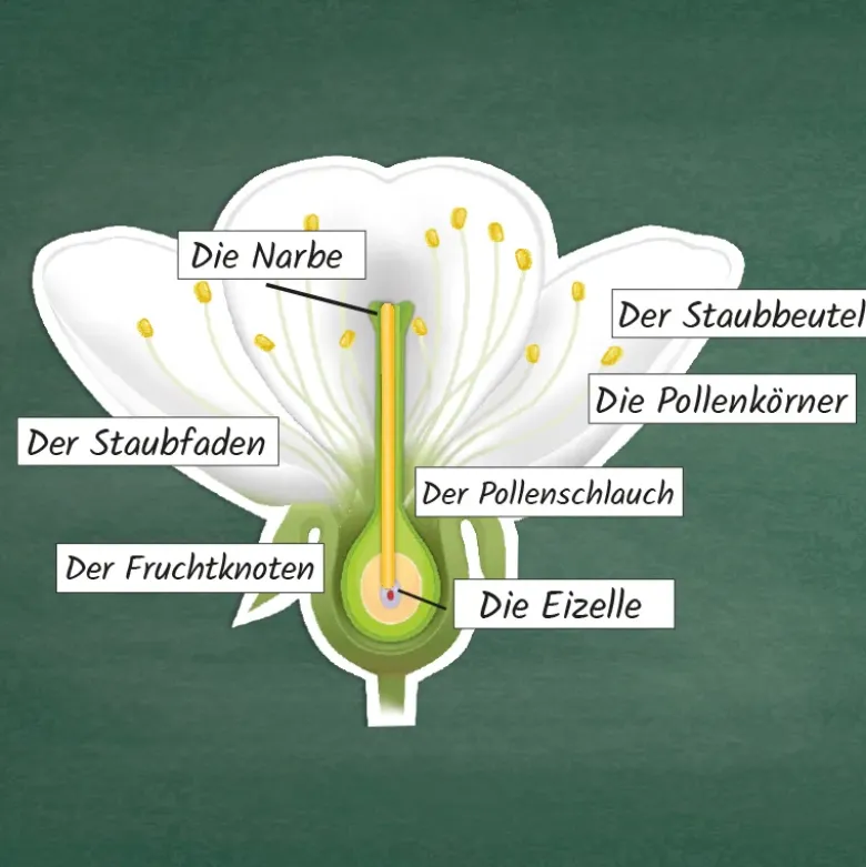 Kirschblüte: Aufbau, Bestäubung, Befruchtung, magnetisch, 31-tlg.