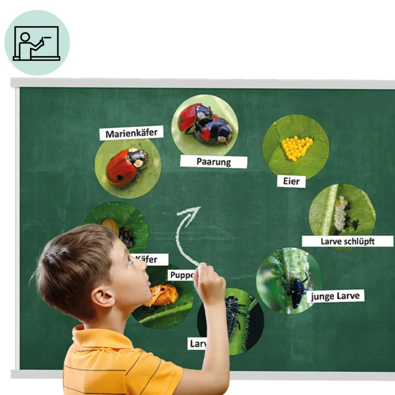 Klassenset Lebenszyklus "Schmetterlinge, Bienen & Marienkäfer", magnetisch, 100-tlg.