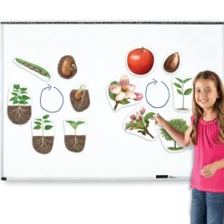 Lebenszyklus "Apfel + Bohne", magnetisch, 12-tlg.