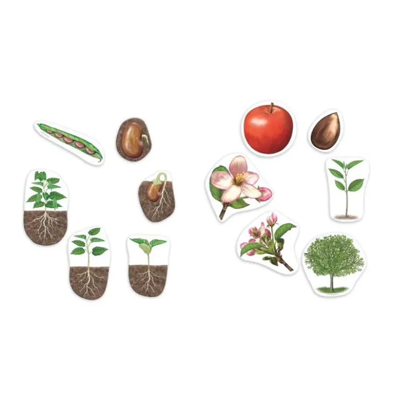 Lebenszyklus "Apfel + Bohne", magnetisch, 12-tlg.