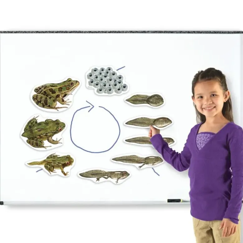 Lebenszyklus "Frosch", magnetisch, 9-tlg.