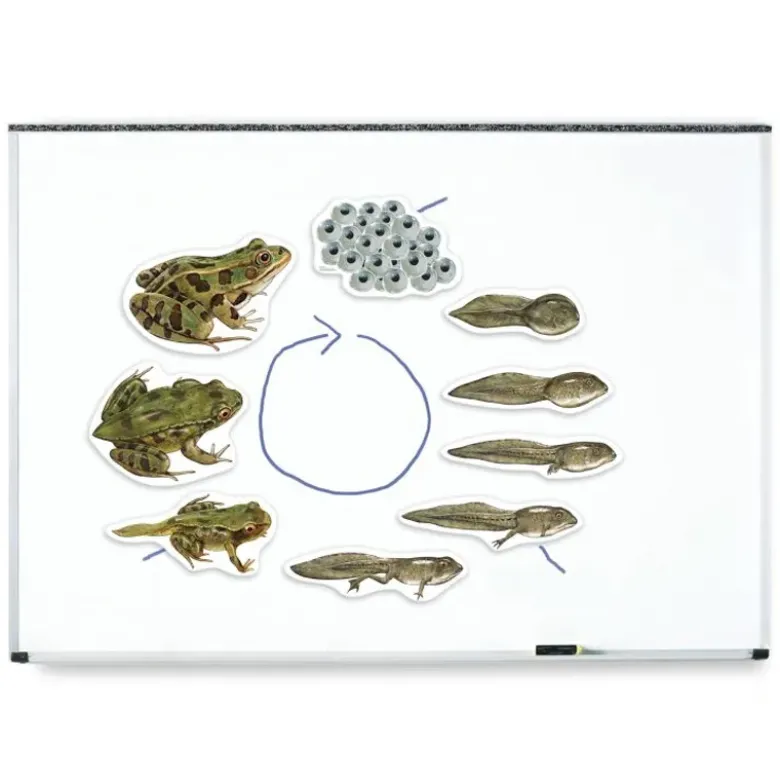 Lebenszyklus "Frosch", magnetisch, 9-tlg.
