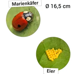 Lebenszyklus 