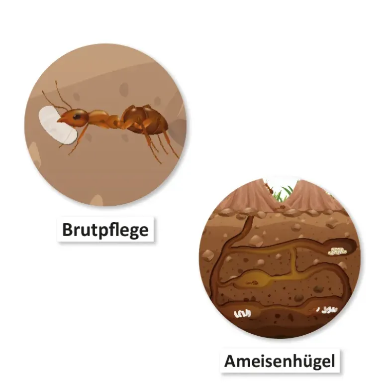 Lebenszyklus und Leben "Ameise", magnetisch, 24-tlg.