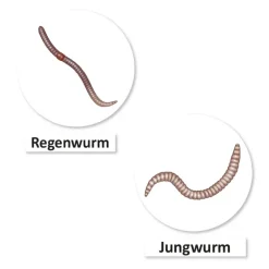 Lebenszyklus und Leben "Regenwurm", magnetisch, 24-tlg.