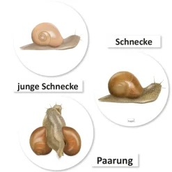 Lebenszyklus und Leben "Schnecke", magnetisch, 24-tlg.