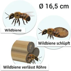 Lebenszyklus 