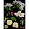 Lehrtafel Apfelbaum