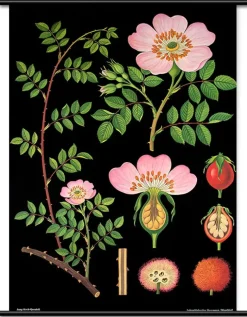 Lehrtafel Heckenrose