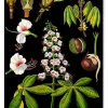 Lehrtafel Rosskastanie