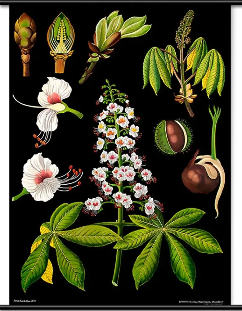 Lehrtafel Rosskastanie