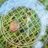 Lupen-Dose mit Holzdeckel "Natur & Digital"