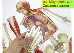 Menschlicher Körper, magnetisch, 17-tlg.