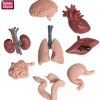 Modell "Innere Organe", 8-tlg.