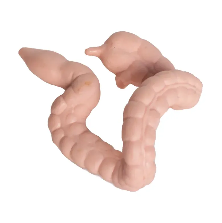 Modell "Innere Organe", 8-tlg.