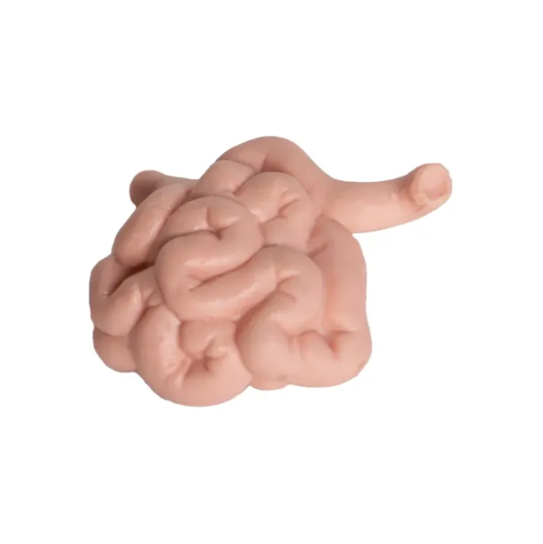 Modell "Innere Organe", 8-tlg.