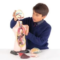 Modell "Menschlicher Oberkörper", 50 cm