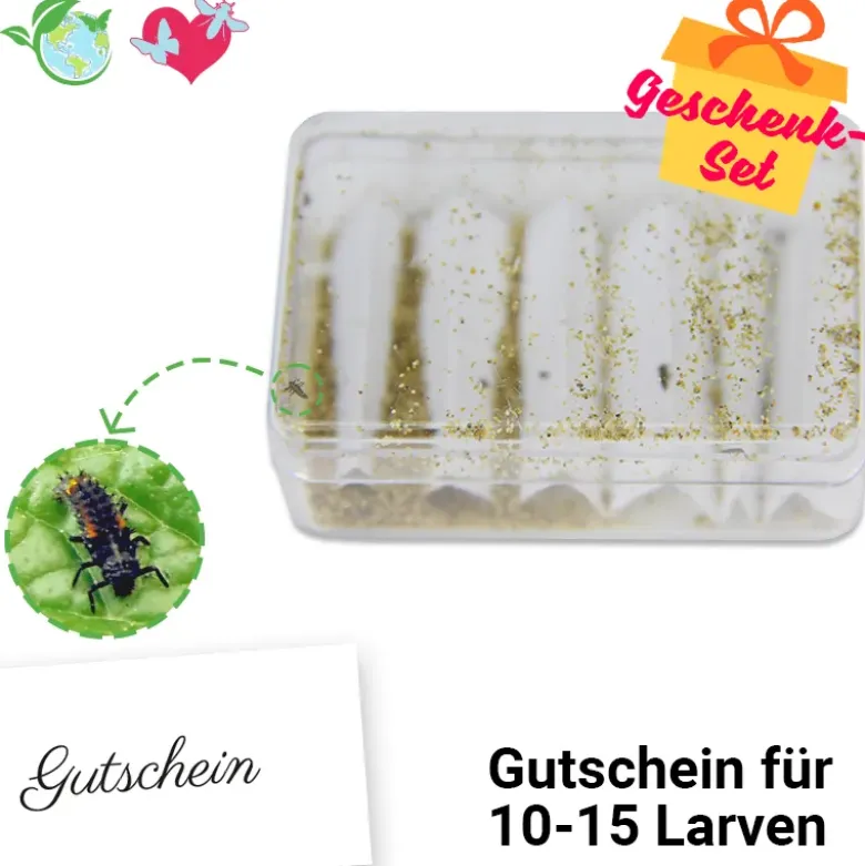 Nachbestell-Gutschein Marienkäfer-Larven, 10-15 Stück