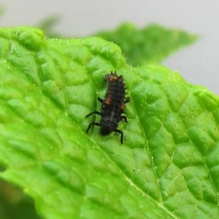 Nachbestell-Gutschein Marienkäfer-Larven, 10-15 Stück