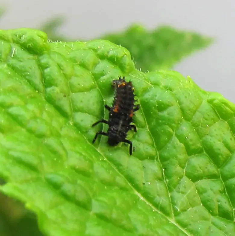 Nachbestell-Gutschein Marienkäfer-Larven, 10-15 Stück