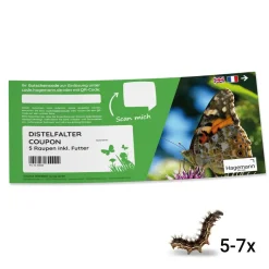Nachbestell-Gutschein Schmetterlings-Raupen, 5 Stück