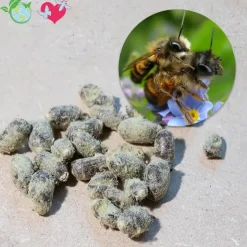 Nachbestellung Wildbienen, Gehörnte Mauerbiene, 25 Kokons