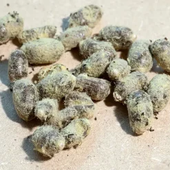 Nachbestellung Wildbienen, Rote Mauerbiene, 25 Kokons