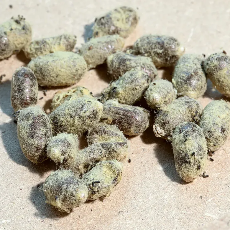 Nachbestellung Wildbienen, Rote Mauerbiene, 25 Kokons