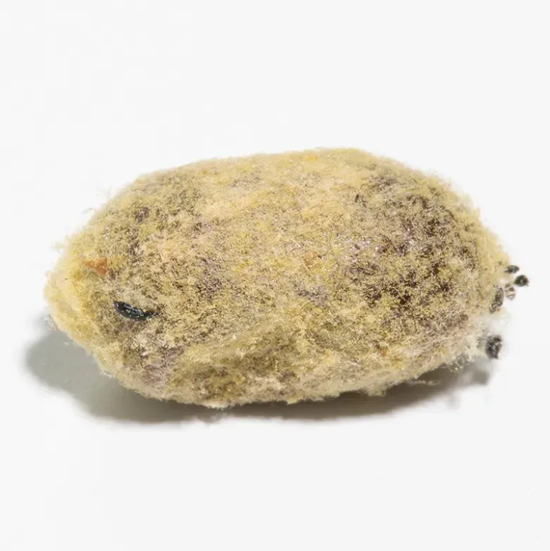 Nachbestellung Wildbienen, Rote Mauerbiene, 25 Kokons