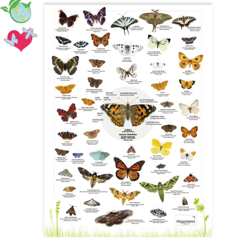 Naturposter A2 "Schmetterlinge"