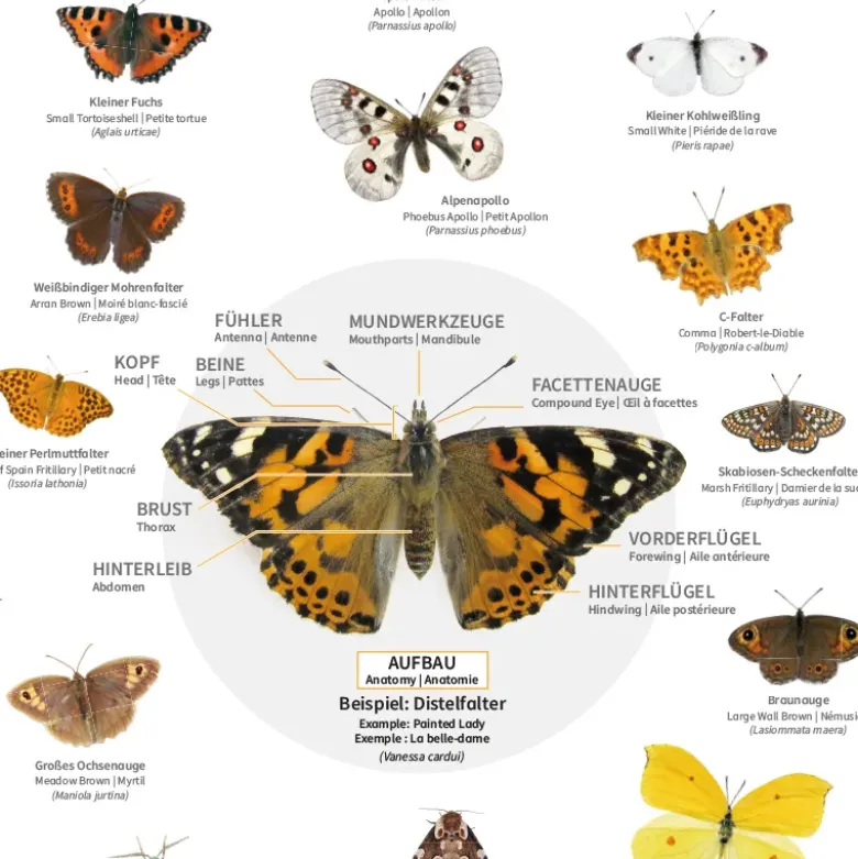 Naturposter A2 "Schmetterlinge"