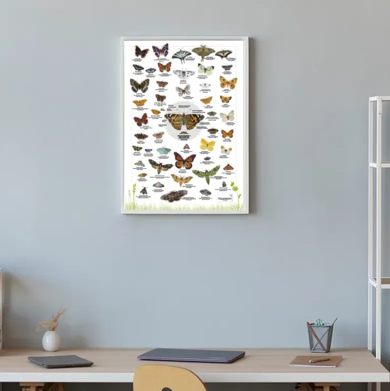 Naturposter A2 "Schmetterlinge"