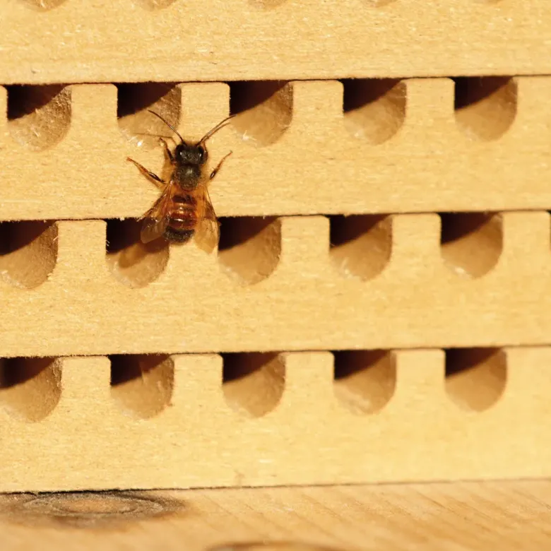 Pädagogischer Nistblock mit Beobachtungsschublade, 4-tlg.