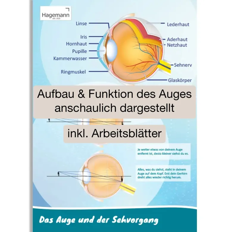 Poster A2 "Das Auge und der Sehvorgang"